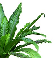 palm_image